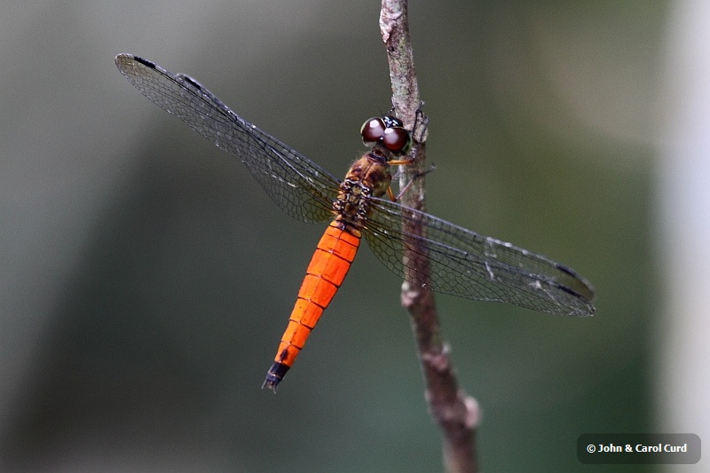 J01_2128 Orchithemis pulcherrima.JPG